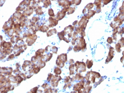 Formalin-fixed, paraffin embedded rat pancreas sections stained with 100 ul anti-Ornithine Decarboxylase-1 (clone ODC1/485) at 1:400. HIER epitope retrieval prior to staining was performed in 10mM Citrate, pH 6.0.